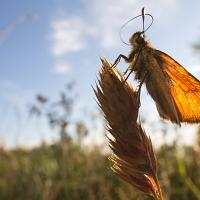 Small Skipper wideangle 1 